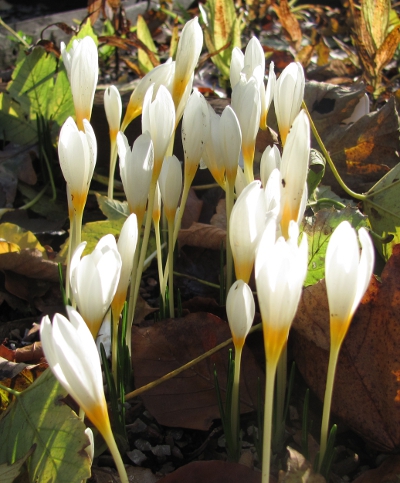 Crocus ochroleucus (AUT) 